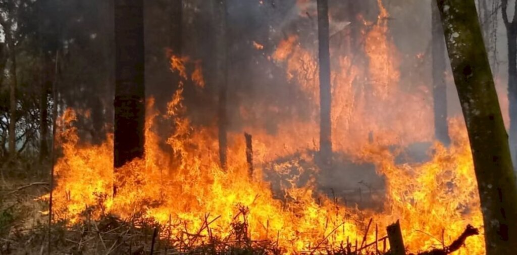 Incêndio atinge área com cerca de cinco mil metros de mata nativa  16 de setembro de 2020