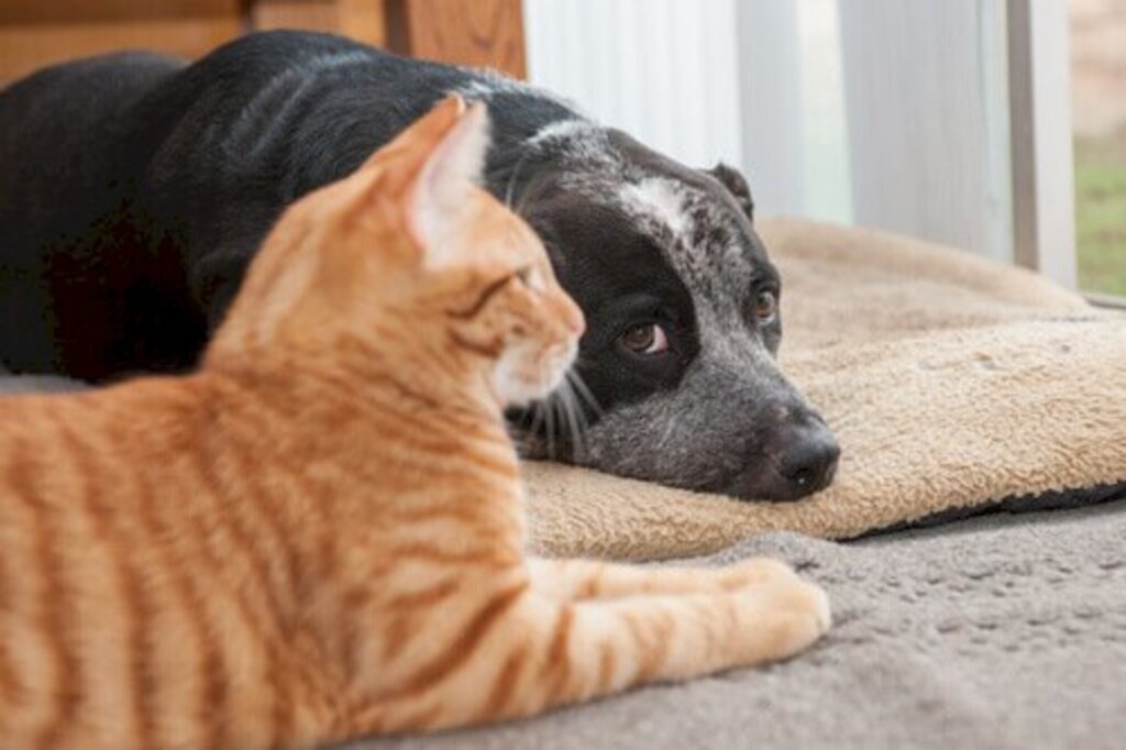 Aumento da pena para quem maltratar cães e gatos vai à sanção