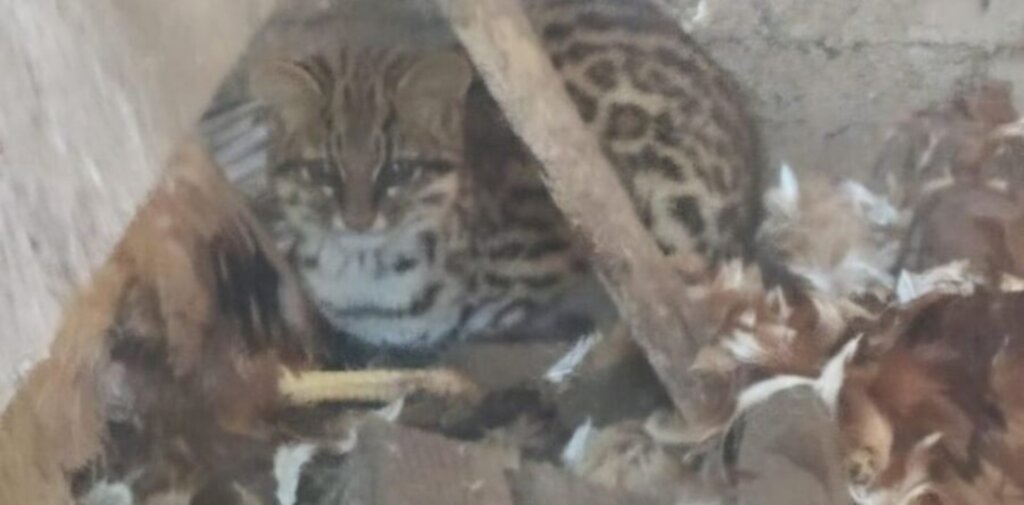 Jaguatirica é encontrada em galinheiro na área urbana de Mafra