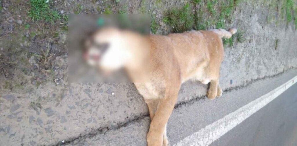 Onça parda é encontrada morta às margens da BR-280, em Porto União