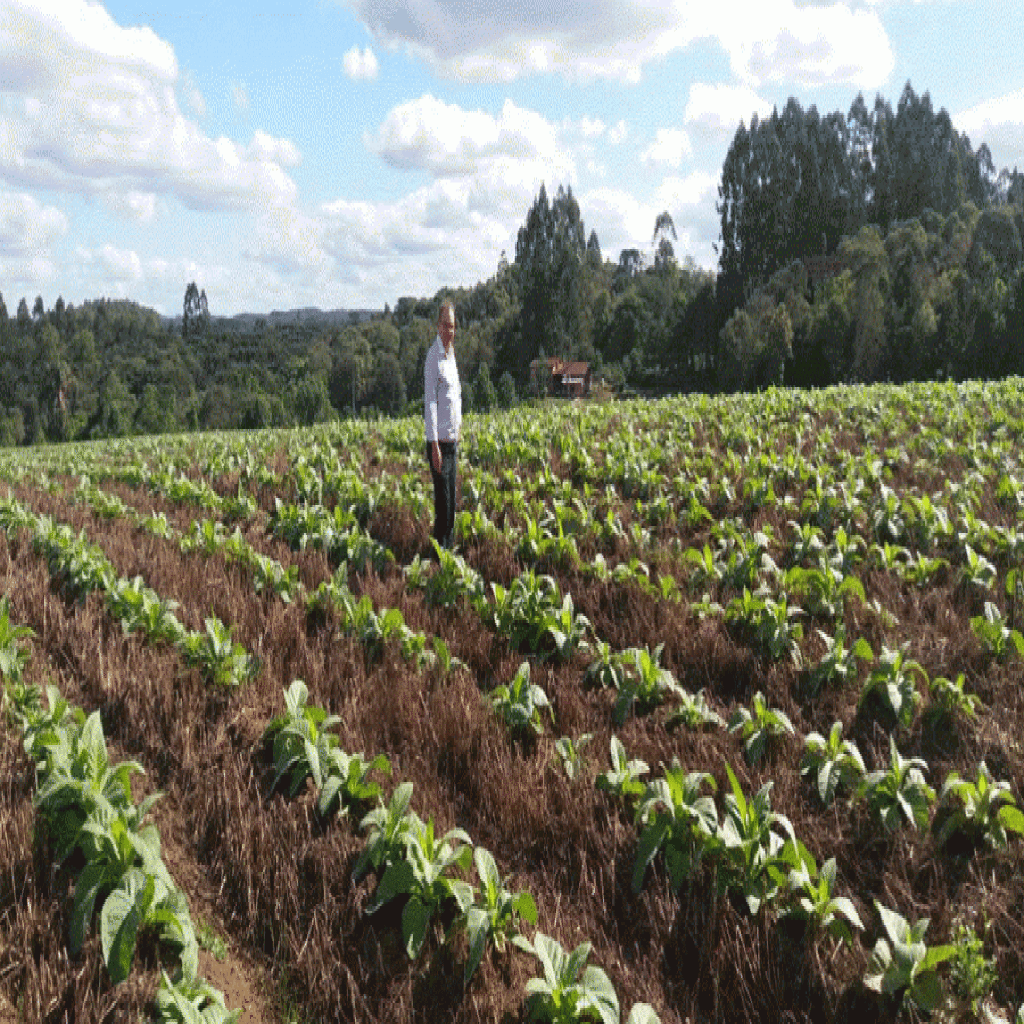 Frio intenso exige cuidado de produtores de tabaco da região