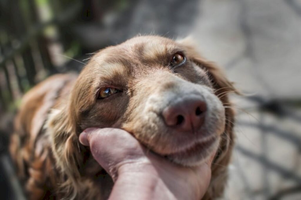 Cachorro é ponto da discórdia em processo entre mulher, ex e sogra