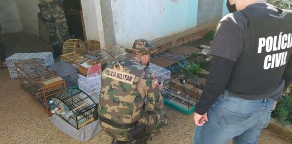 Pássaros silvestres são apreendidos durante ação da Polícia Civil no distrito do São Cristóvão