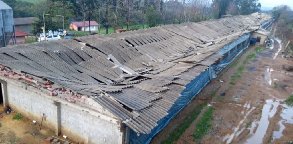 Após chuva, barracão que abrigava criação de frangos desaba em Mafra