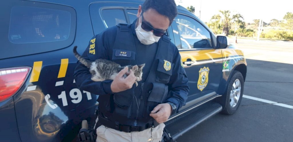PRF resgata filhote de gato arremessado para fora de carro na BR 116