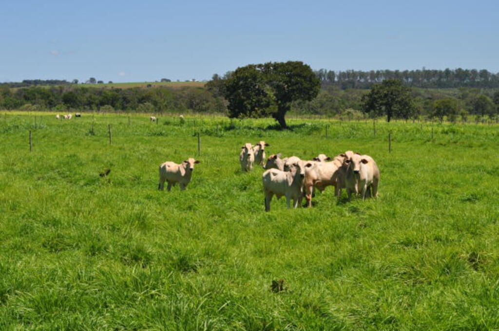 Divulgação Embrapa - Programa tem o objetivo de fomentar a aquisição de sementes para pastagens de inverno e verão