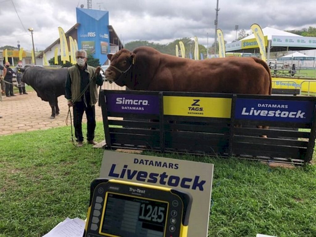 Limousin de Cachoeira é o touro mais pesado da 44ª Expointer