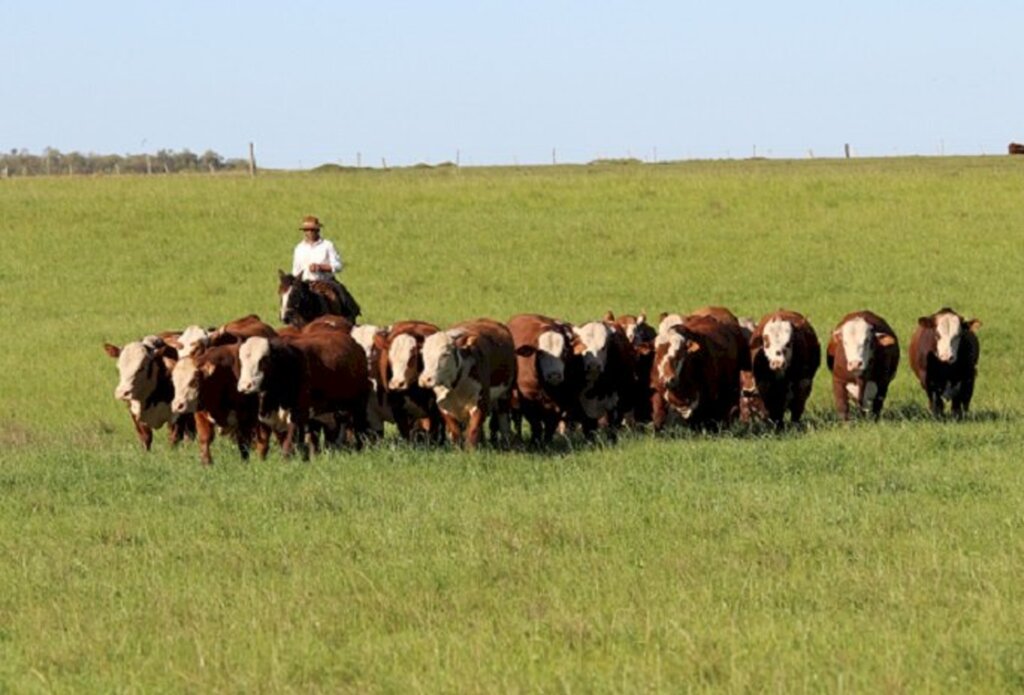 ABHB lançará Sumário de Avaliação Genética PampaPlus