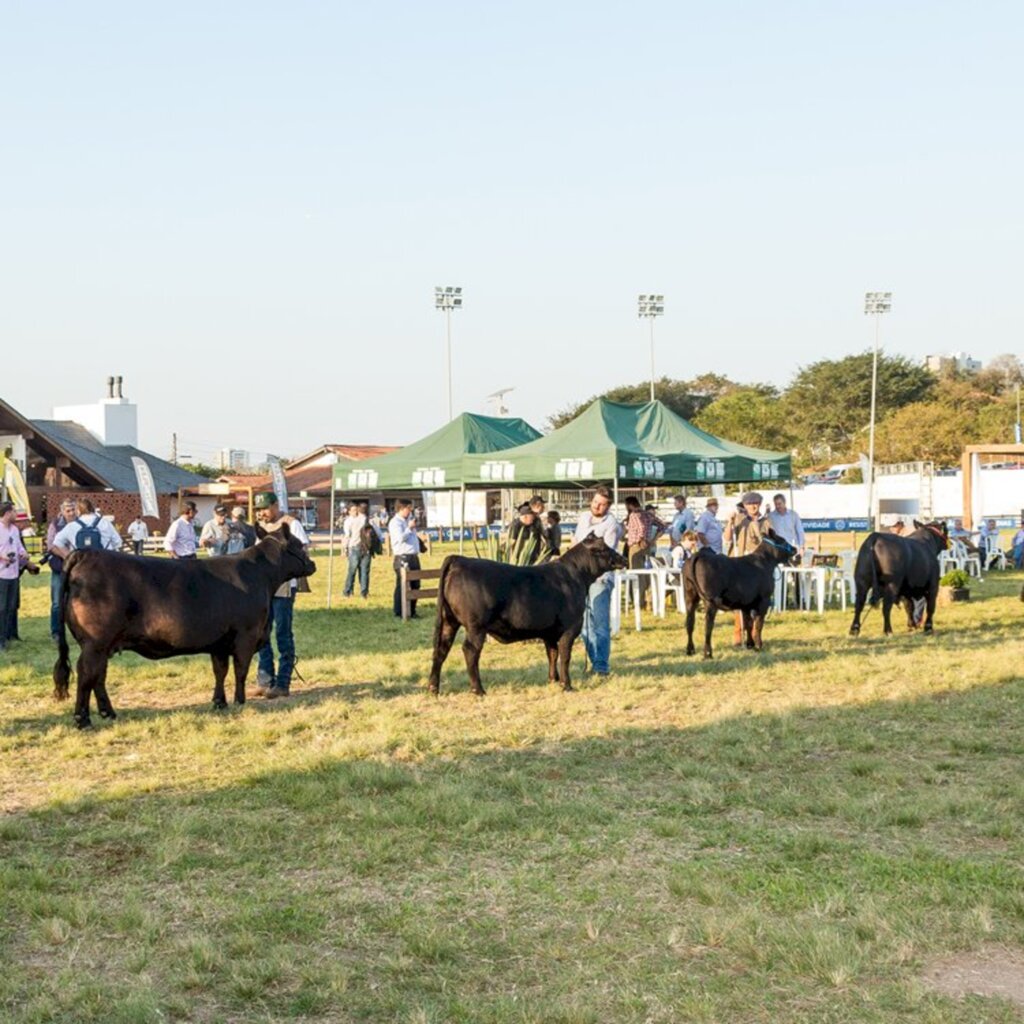 Confira programação Angus para a 44ª Expointer