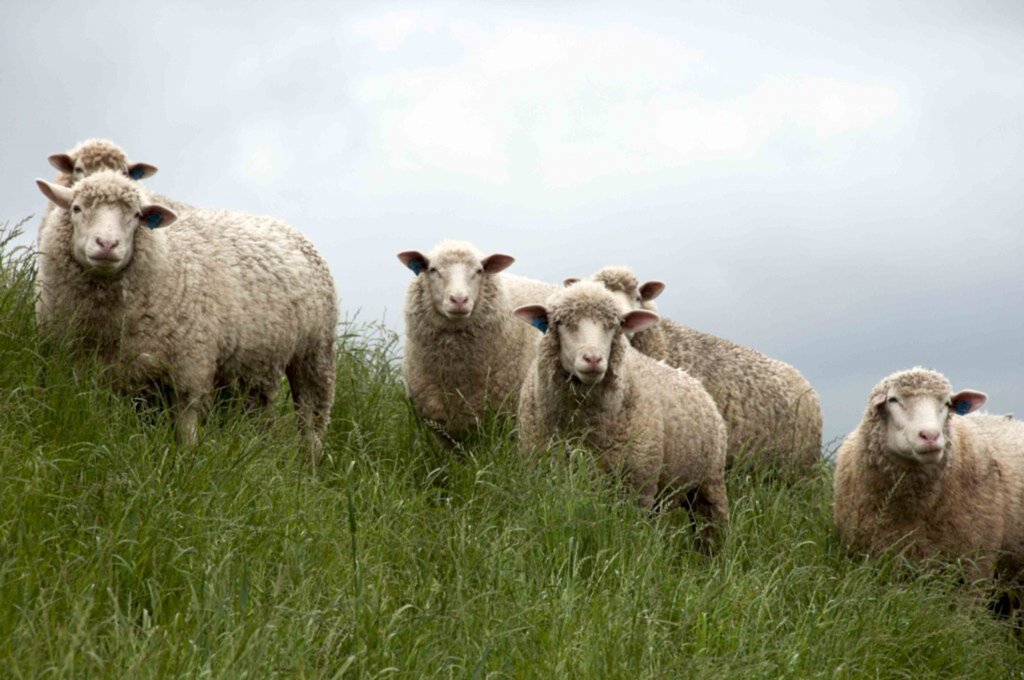 Lançado em Alegrete, projeto piloto quer reduzir a incidência de doenças no rebanho de ovinos