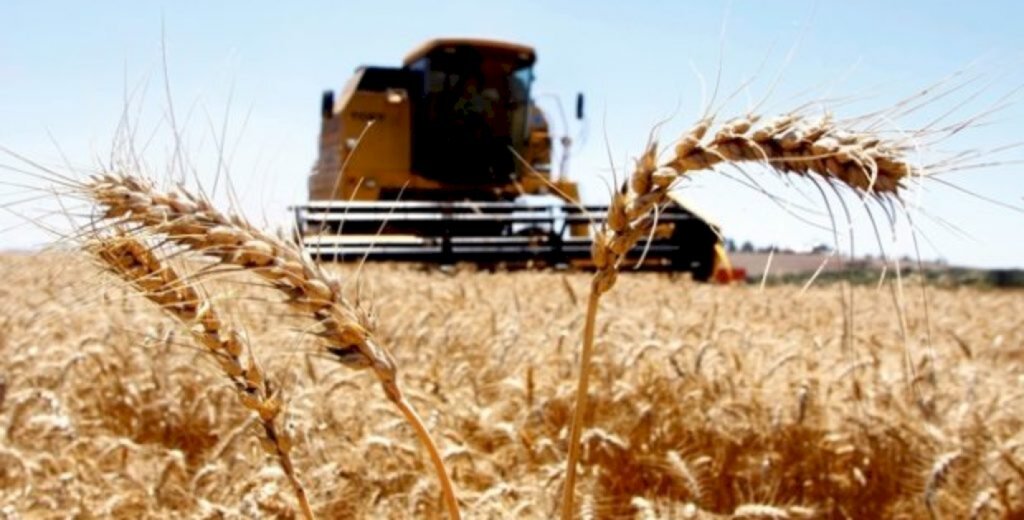 Colheita da safra de trigo alcança 78% no RS