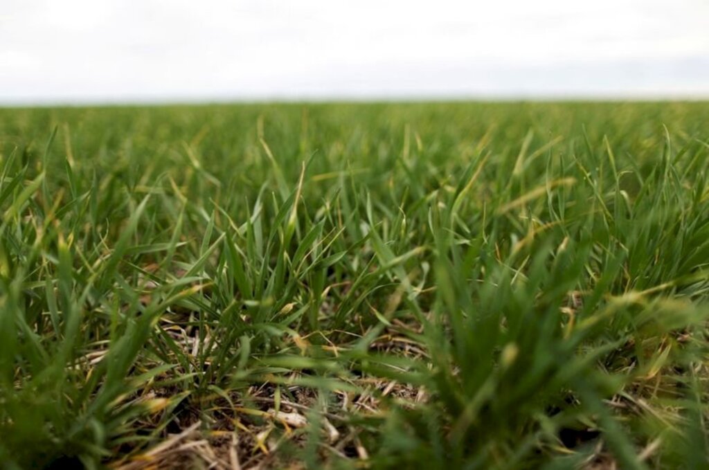 Emater descarta grandes prejuízos ao milho e trigo do RS por geadas de agosto