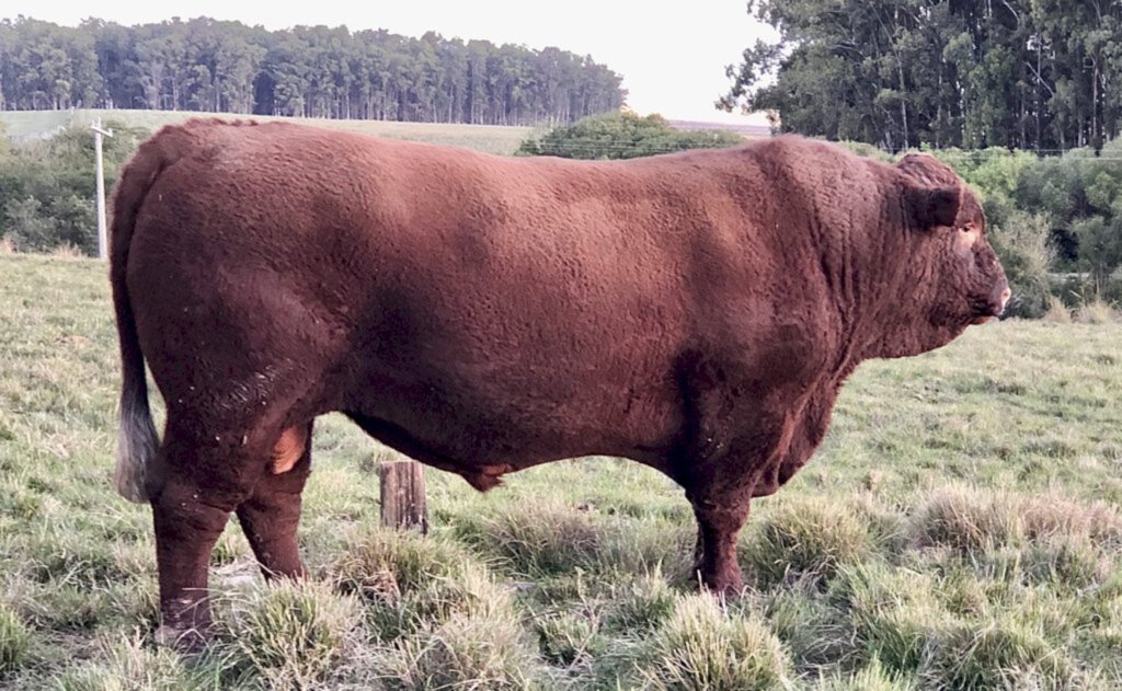 Cabanha Saudade e Camboatã Agropecuária levam prêmio Difusão Genética Nacional 2022 da raça Devon