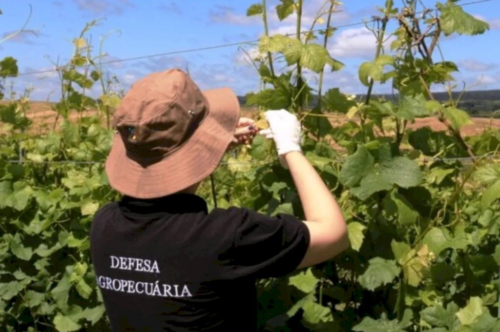 Ocorrências da deriva de herbicidas hormonais reduzem 32% no RS