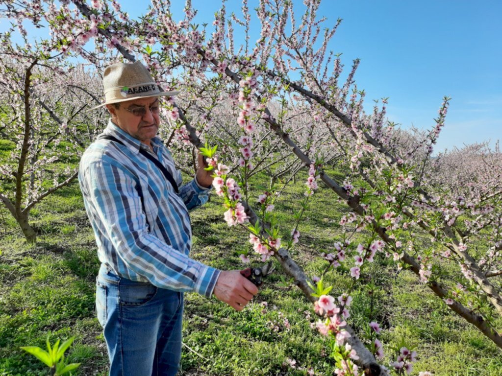 Enquanto algumas frutícolas estão em plantio ou colheita, outras estão em período de manejo