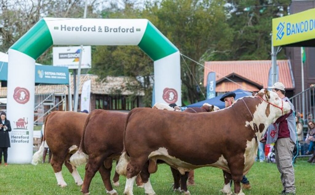 Grandes Campeões Hereford e Polled Hereford Argola