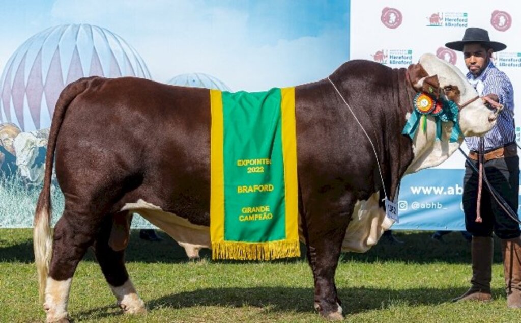 Expointer aponta os grandes campeões Braford Argola