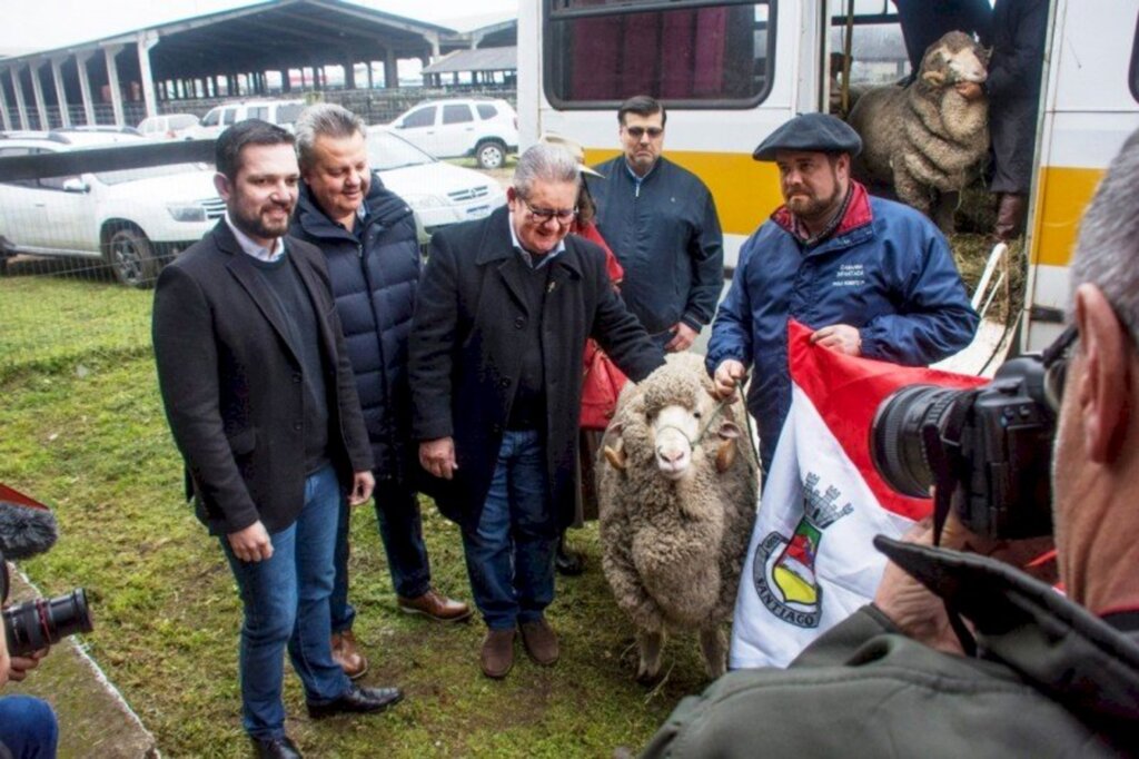 Fernando Dias/Especial FS - Exemplares da raça Merino Australiano foram os primeiros a chegar