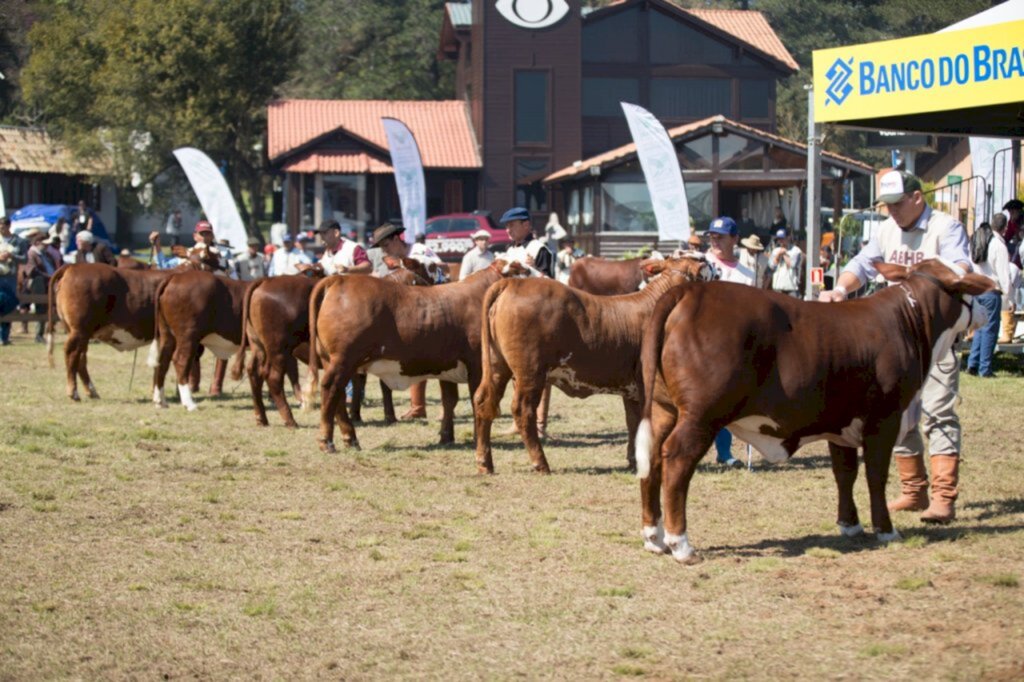 Raças Hereford e Braford em peso na Expointer