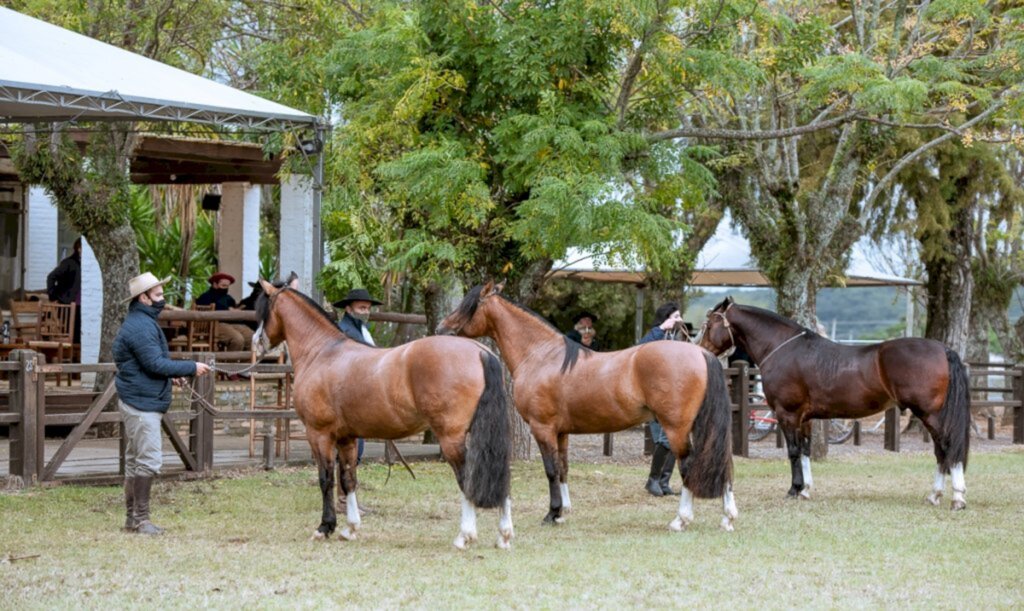 Bagé sedia Exposição Passaporte do Cavalo Crioulo