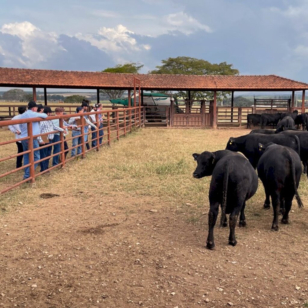 Carolina Jardine/Especial FS - Número de animais genotipados cresceu 154% na geração 2019