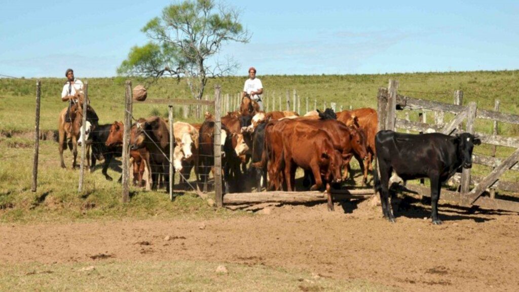 Abertas inscrições para fórum sobre Febre Aftosa