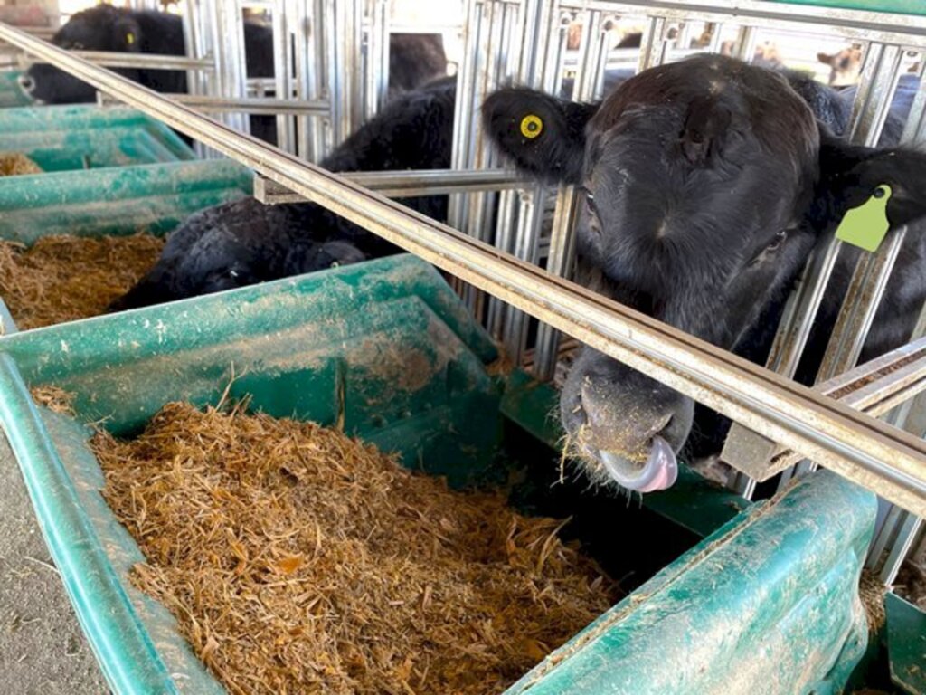 Animais começam fase de adaptação na Embrapa