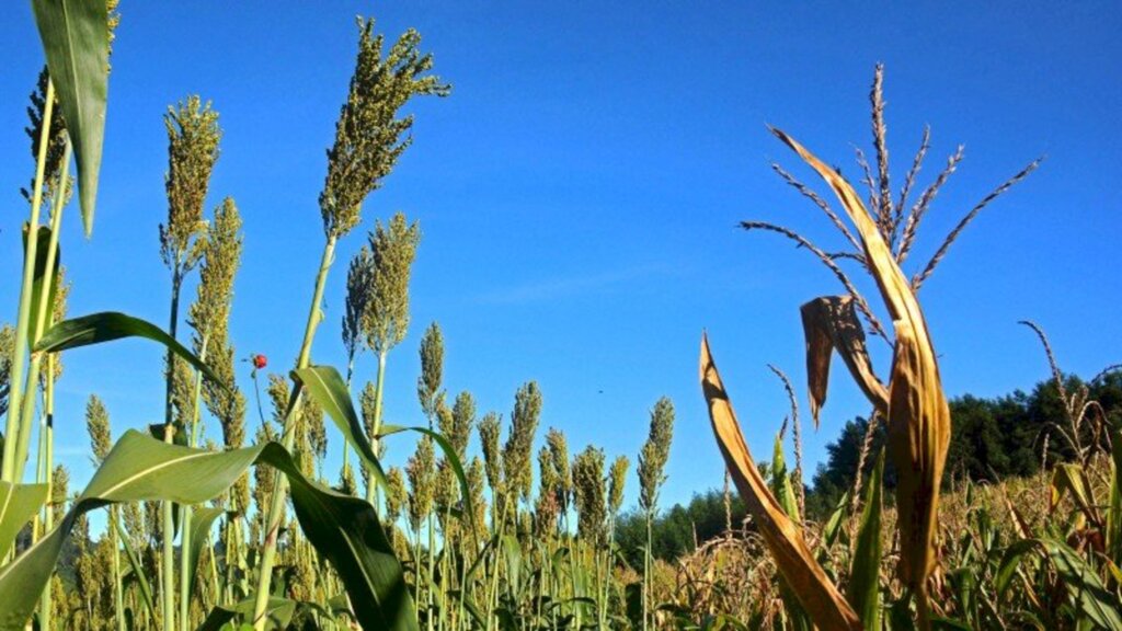 Fernando Dias/Especial FS - Programa  vai oferecer cultivares de milho híbrido convencional e transgênico e de sorgo