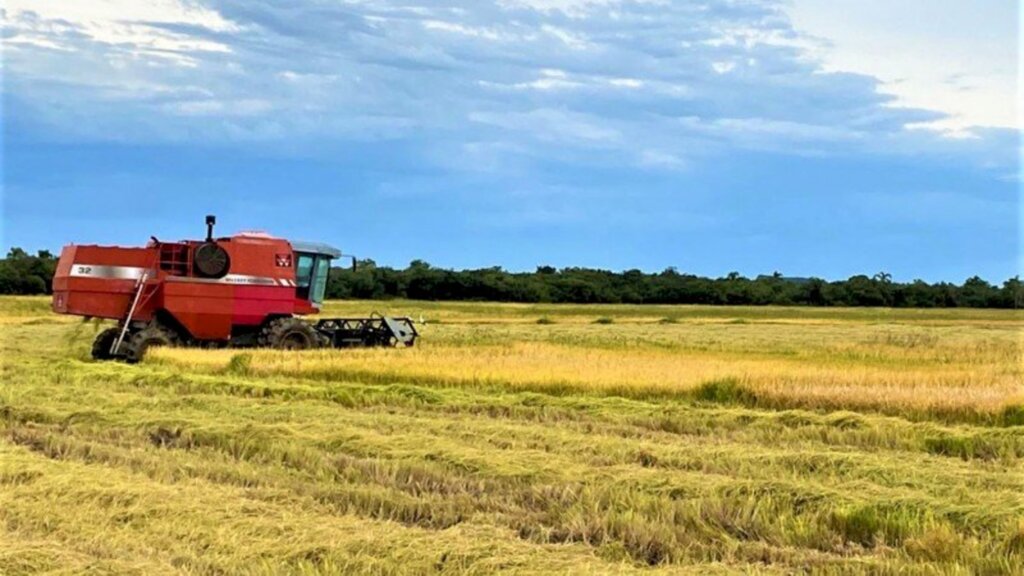 Região tem 2.300 hectares de lavouras de arroz perdidos