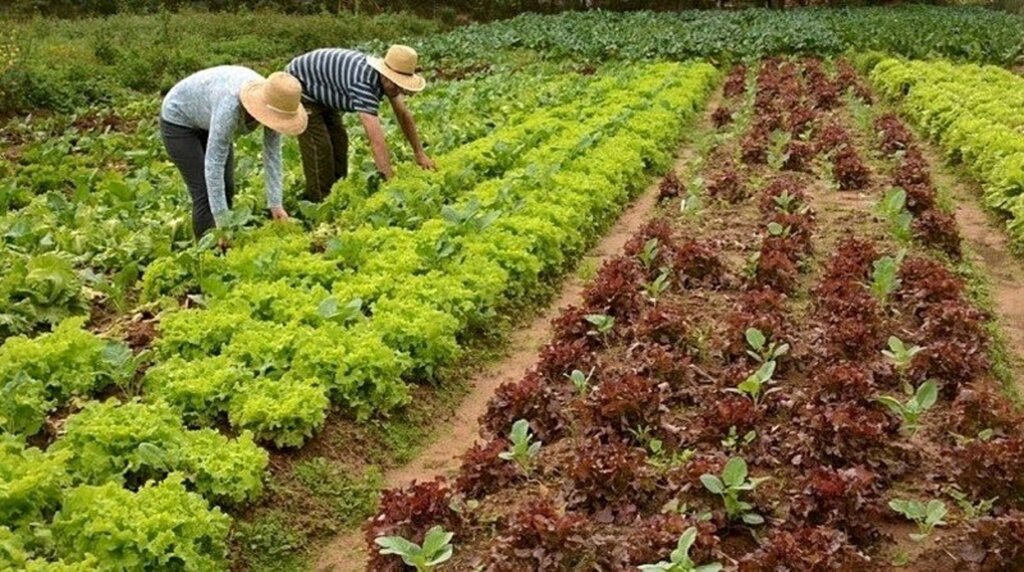 PNCF Empreendedor é disponibilizado aos agricultores