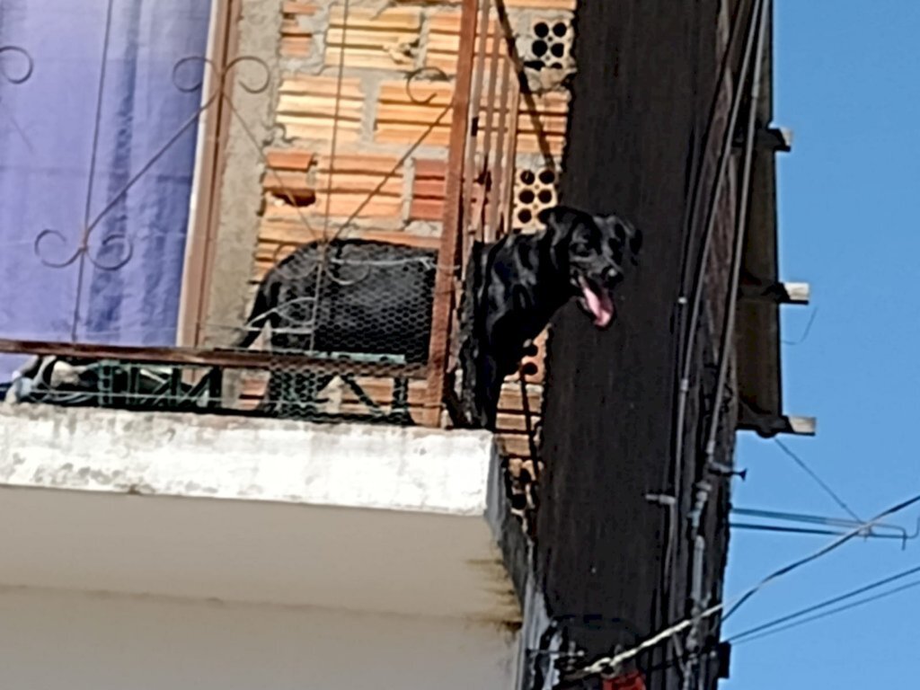 Divulgação FS - Cachorro foi deixado o dia inteiro no sol sem água