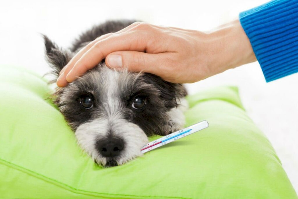 Neoplasia em cães nem sempre é câncer