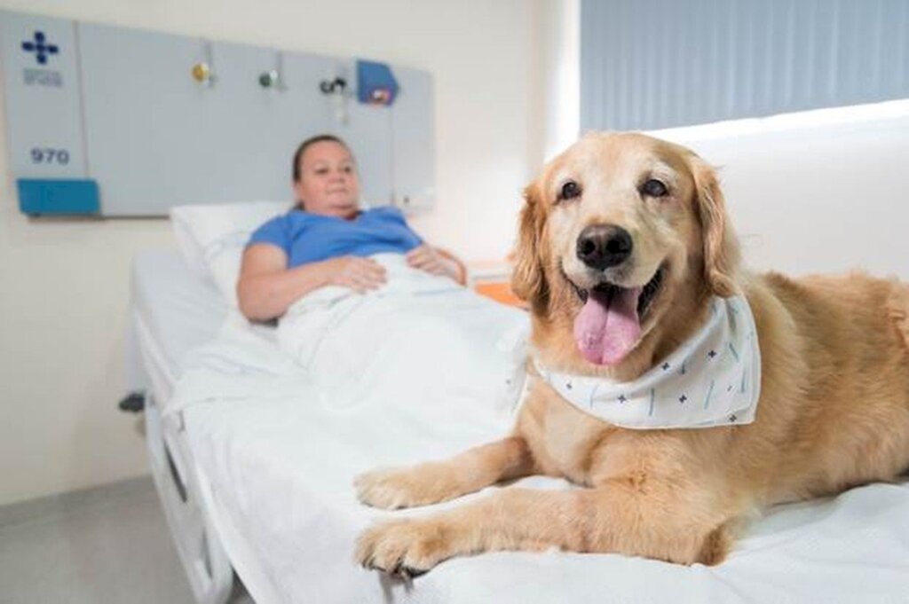 Governador sanciona lei que autoriza visita de animais domésticos a pacientes internados em hospitais