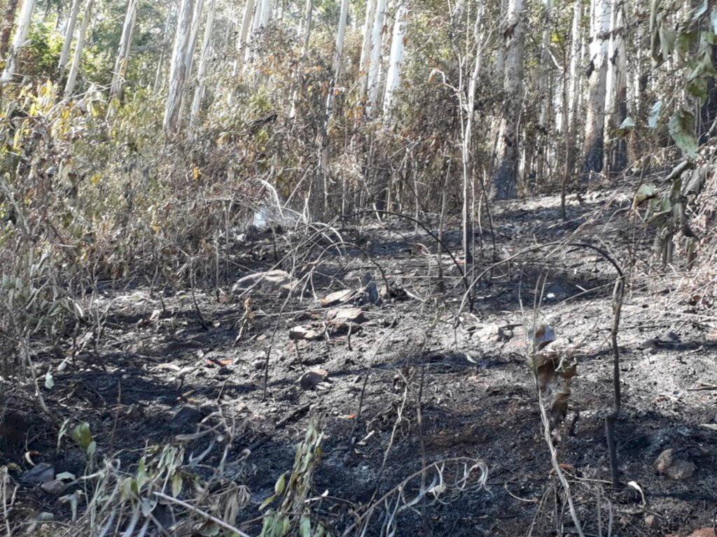 Susto: Incêndio atinge área de reflorestamento de eucalipto, estimada em 27 hectares, na cidade de Serra Alta