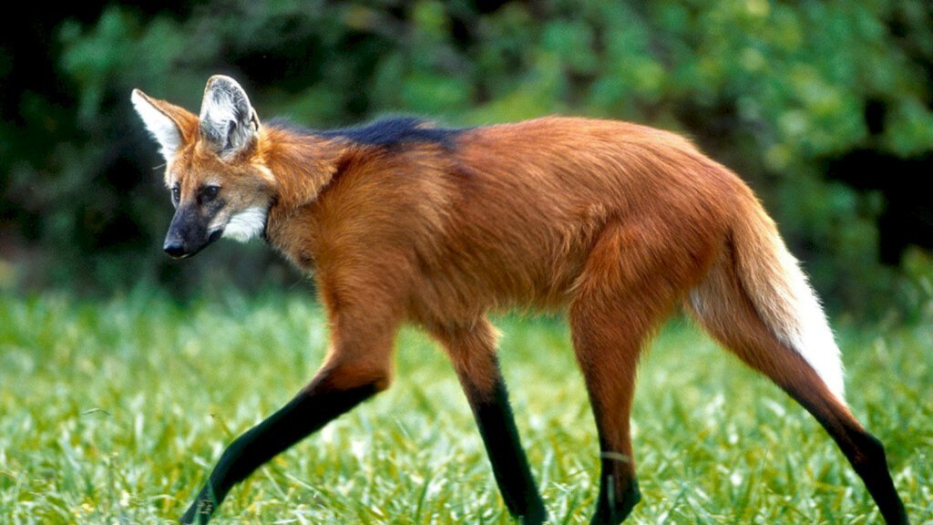 ADRIANO GAMBARINI - Nova cédula terá como personagem o lobo-guará
