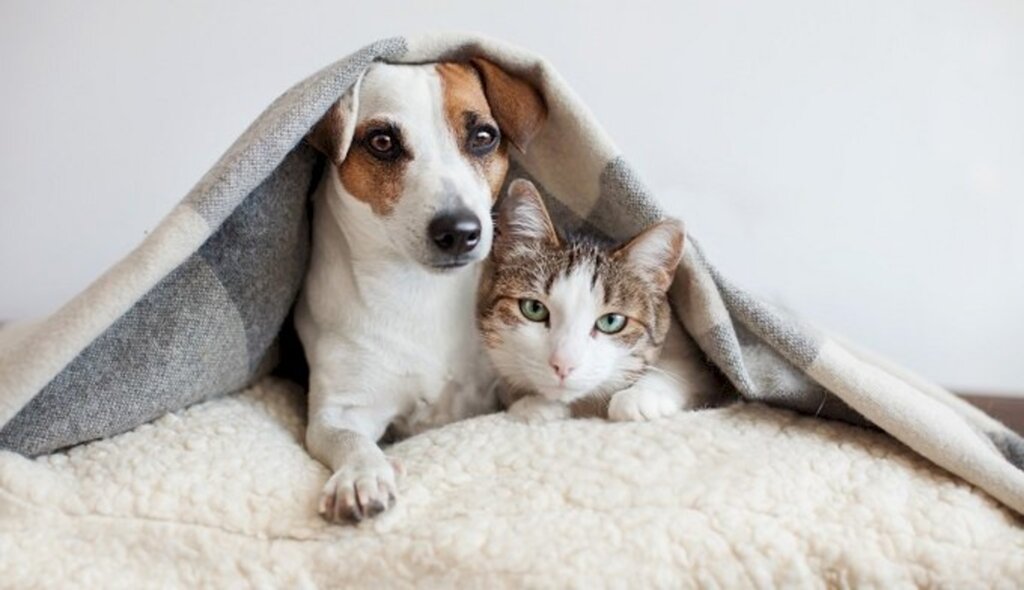 Covid-19: cuidados com os pets