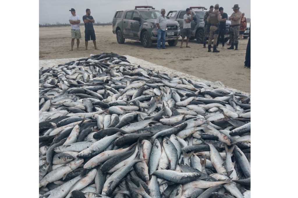 Polícia Ambiental coíbe pesca irregular e apreende cerca de 10 toneladas de tainha na região sul