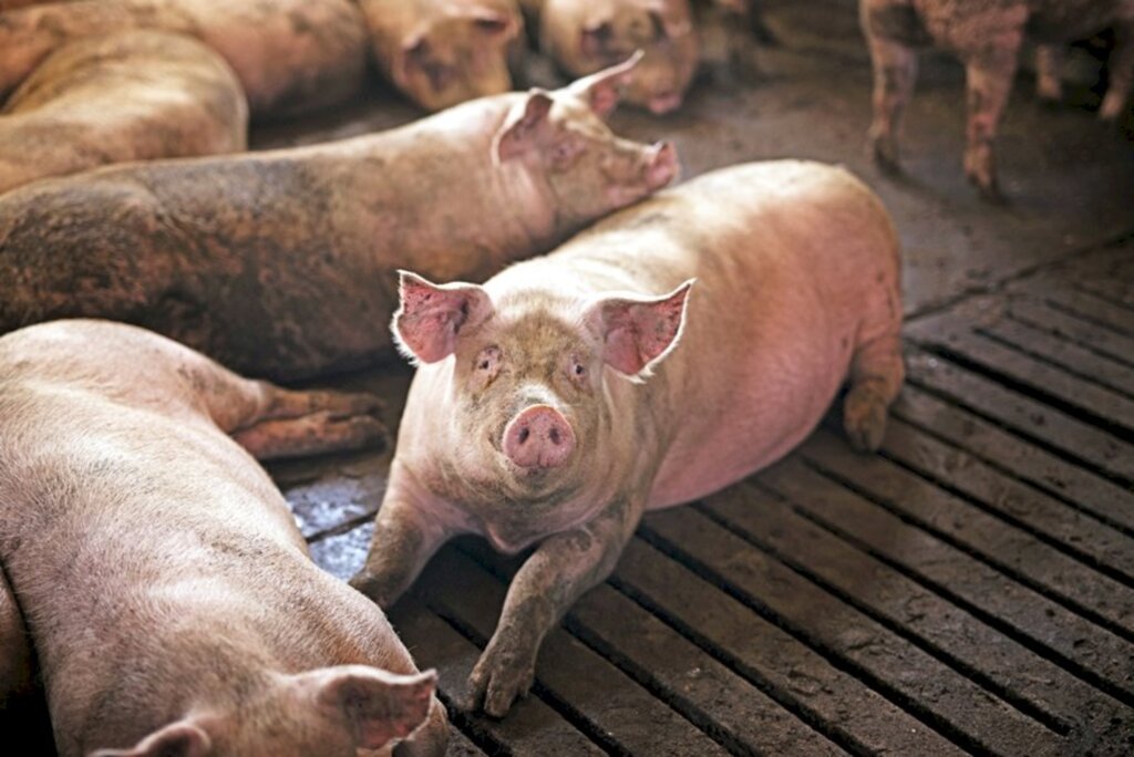México abre mercado para carne suína produzida em Santa Catarina