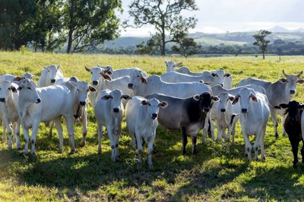 Brasil chega a 218,2 milhões de cabeças de gado, aponta IBGE