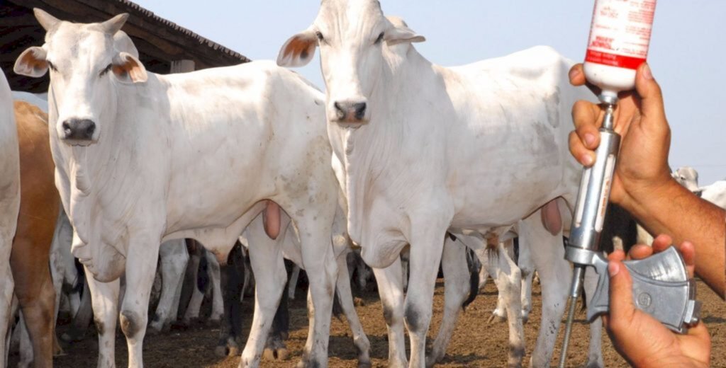 Santa Catarina ultrapassa a marca de mil propriedades certificadas livres de brucelose e tuberculose