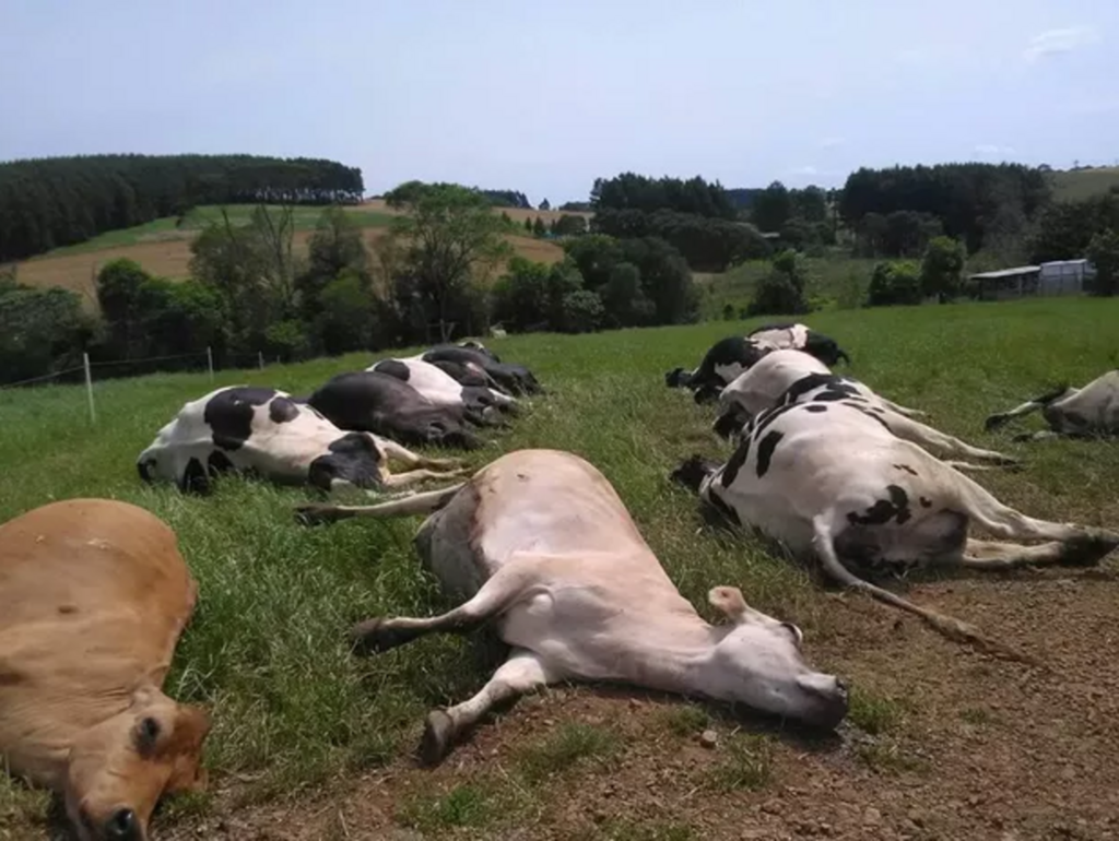 14 vacas morrem eletrocutadas em propriedade rural em Faxinal dos Guedes