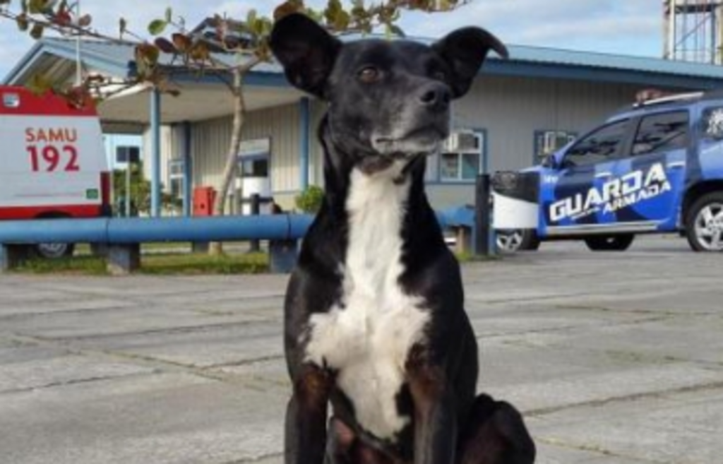 Cão espera há oito meses dono que morreu em hospital