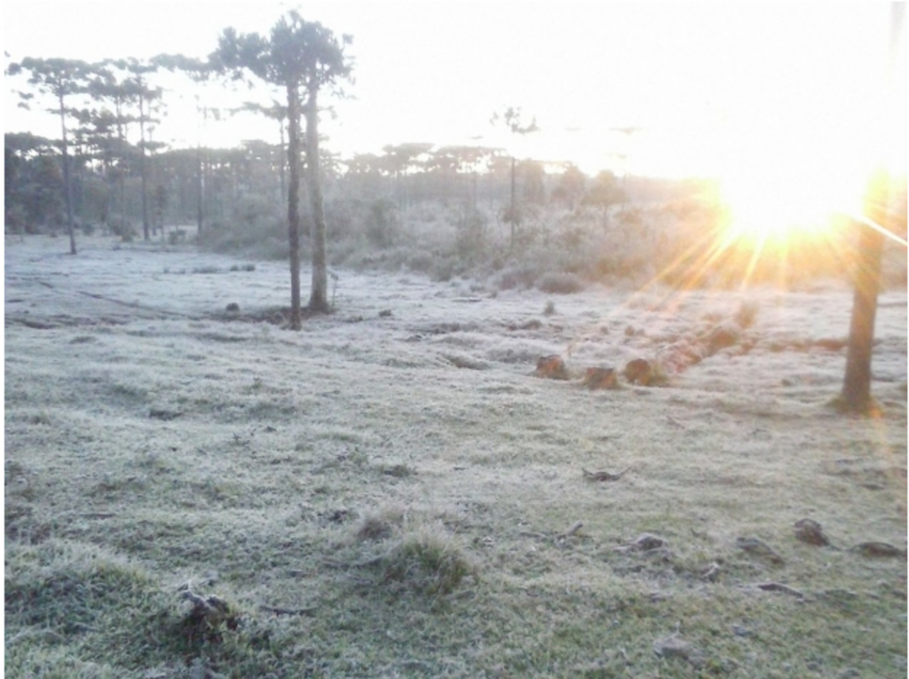 Sérgio TEixeira/ADR Canoinhas - Frio intenso em Canoinhas deixou o campo branco