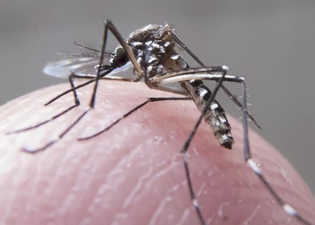 Pesquisa comprova eficácia de óleos de orégano e de cravo no combate ao Aedes aegypti