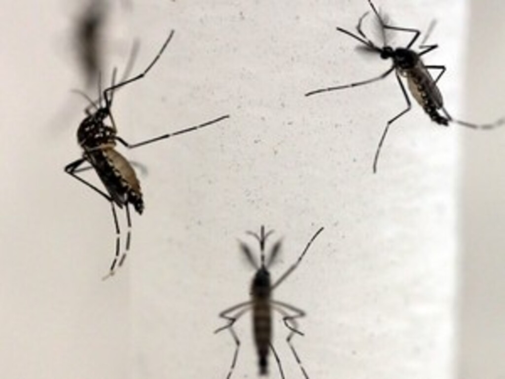 Cidades de SC divulgam canal para denúncia de focos do Aedes aegypti