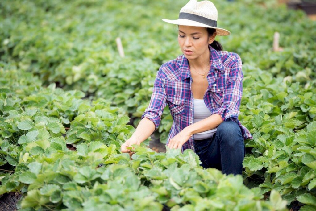 A Cresol é a segunda melhor instituição para trabalhar no agronegócio