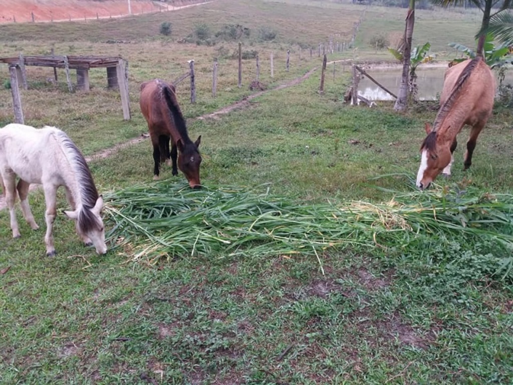 Associação Refúgio Animal - 