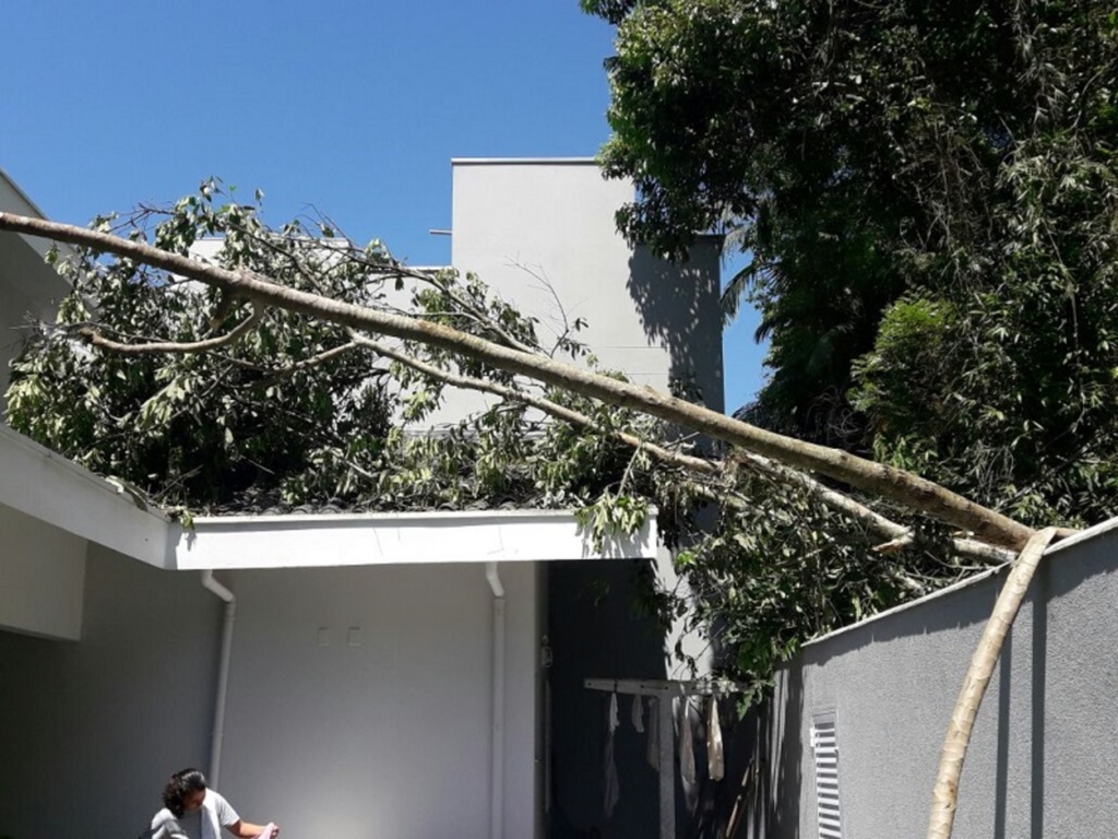 Secretaria de Obras - Arquivo - queda de árvore registrada em janeiro, também durante um temporal