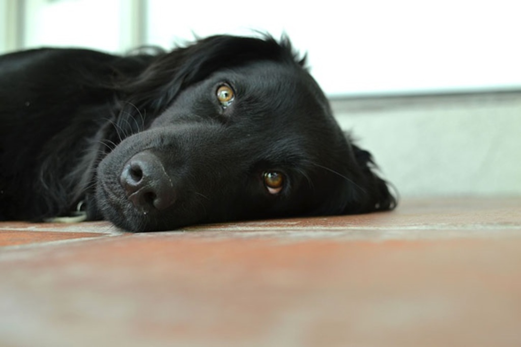 Divulgação - Casos de envenenamento de animais chamam atenção Indaial
