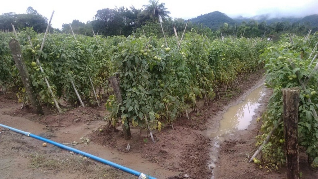 PMI/Arquivo - Objetivo é construir um retrato da produção agropecuária, florestal e aquícola do país